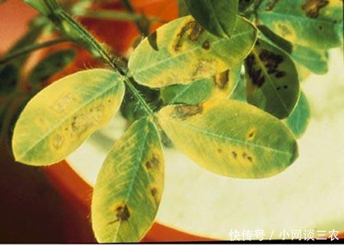 花生缺钙、缺镁、缺硫症状及施肥!