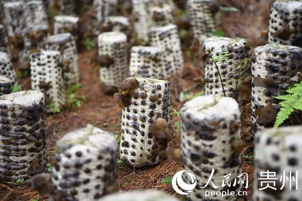  #相关负责人#帮扶“加码”！观山湖区云潭街道结对帮扶活动扎实开展