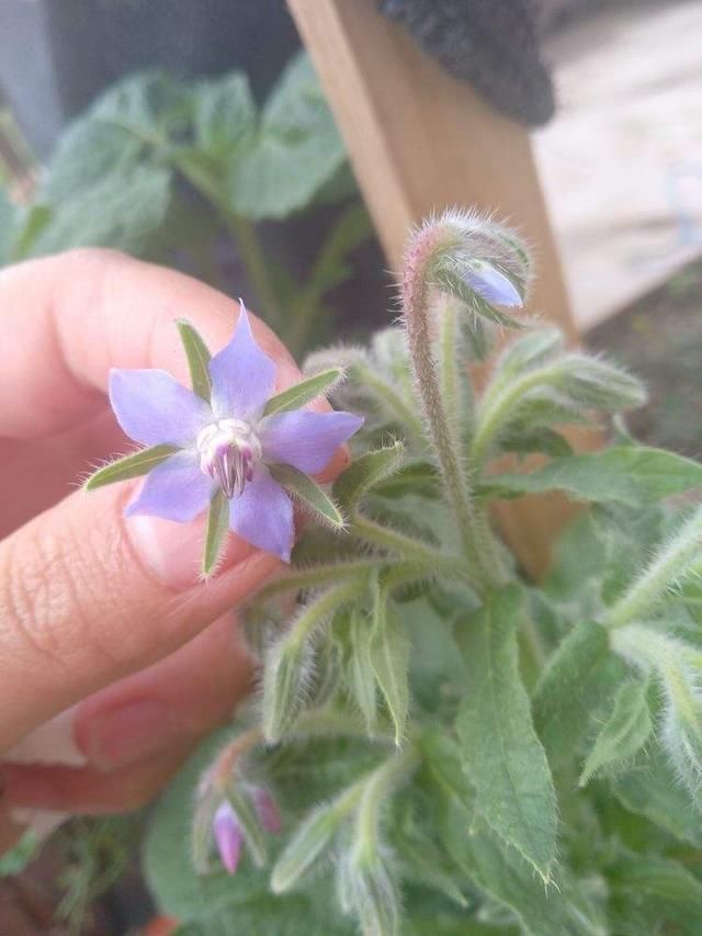 「琉璃」爱上“琉璃苣”女孩？原来真的有这植物，模样果真清纯动人
