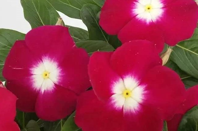  养花|夏天到了，喜欢养花的小伙伴可以选择这些花，好看又好养！