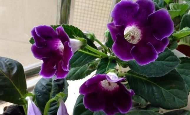 『花草』4种不能乱喷水的花草，一次就能烂叶烂根，喷完就后悔了