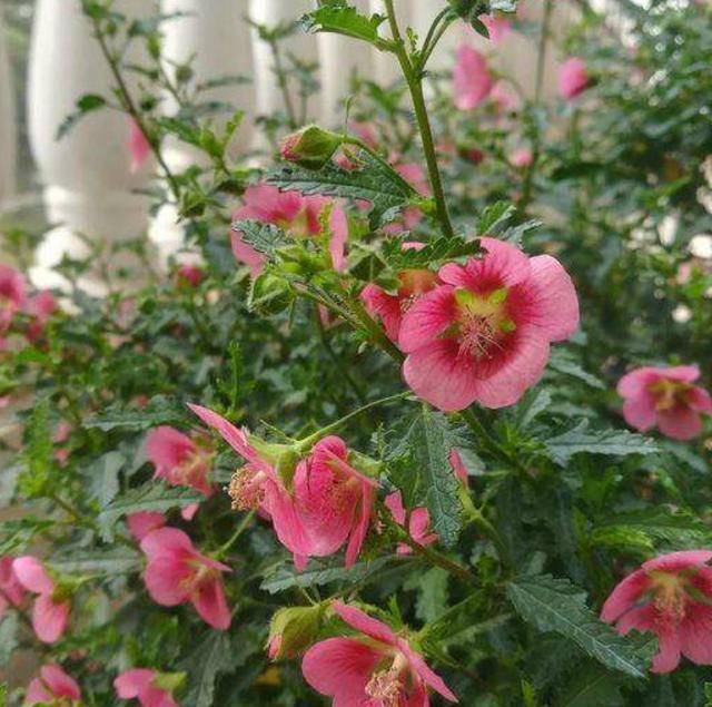  『直射光』开花机器小木槿，花期持久花量大，春夏养护有方法