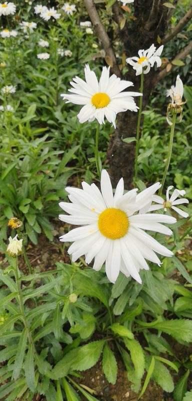  「没错」想要春天飞速爆盆的小草花，选大滨菊准没错，半月就开满盆！