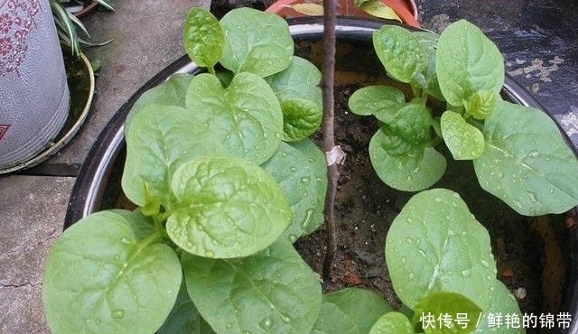  『春季』春季阳台种“2种菜”，长势快，好吃又好养，吃了一回又一回