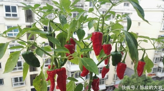 『楼顶』别人养花,她却种一楼顶菜,多得吃不完都送邻居了!