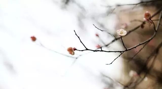 2019年是“寡妇年”吗？为何会出现寡妇年？听听老农怎么说