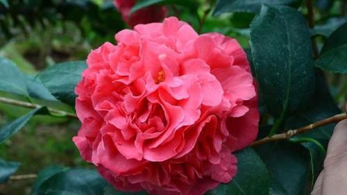 「誉为」此花为红茶花之王，来自美国，花香浓郁，艳丽大花，是养花首选