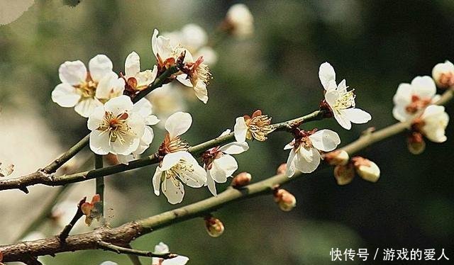 五种不适合种在院子里的树，第一种许多人都喜欢，第五种最常见