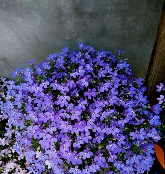 『种植』此盆栽花号称“爆盆神器”,花量超多,种植也容易,很适合现在养