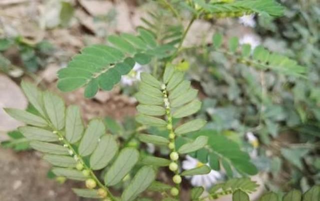 「绿果」这种野草生的有趣,叶片下面全是小绿果,一打听名字还叫“潮汕”