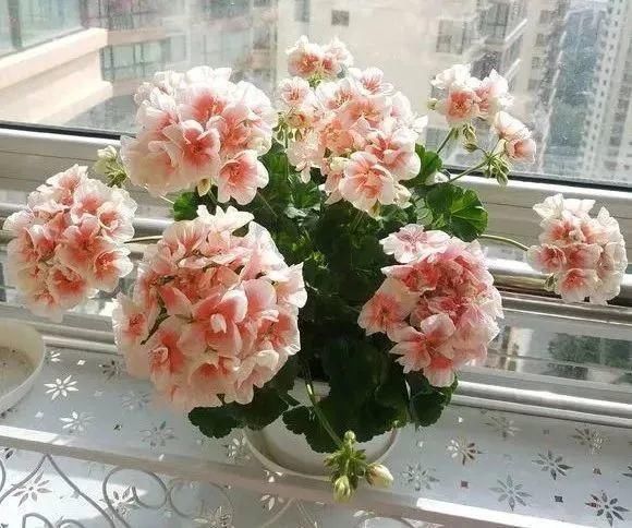 春天@春天是养花的季节,该播种修剪、扦插施肥了,快看你都做了没?