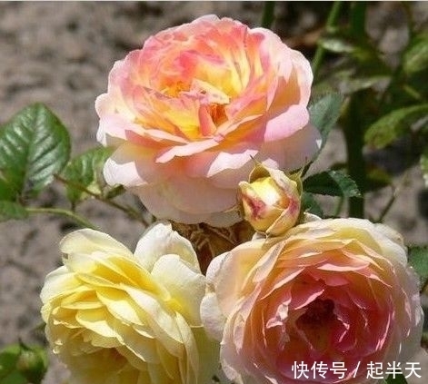 树苗盆栽:开春了,不管阳台大小!建议种这果苗,简单易活,果子随手摘