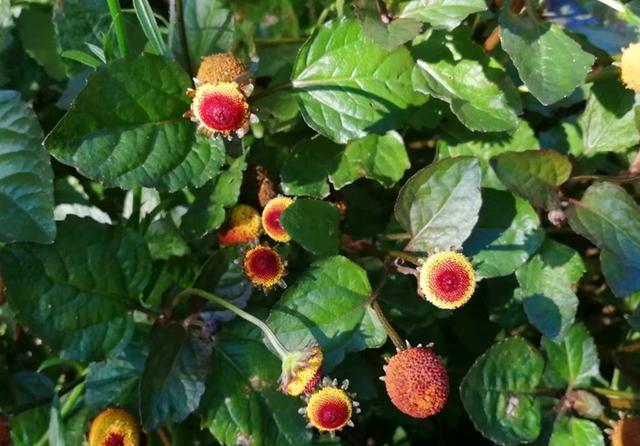  「纽扣」开花像纽扣又像糖果的桂圆菊，播种前后做好5点，开花鲜艳奇特