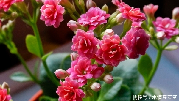  『送给』它是春季花卉，最适合送给老人，寓意长寿吉祥，为家人种植一盆吧