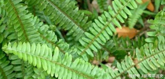  成了：农村这种野草，漫山遍野没人要，如今却成了能挣钱的“吸