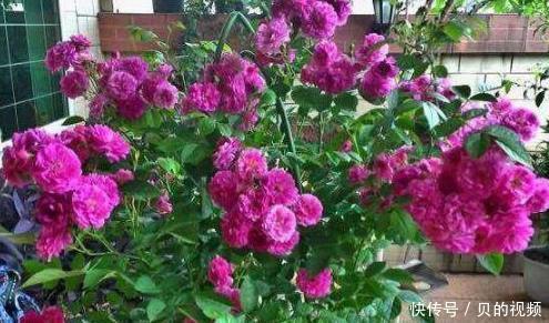  花开一：这5种花，一开就是200多天，养护简单易爆盆，花开一夏！