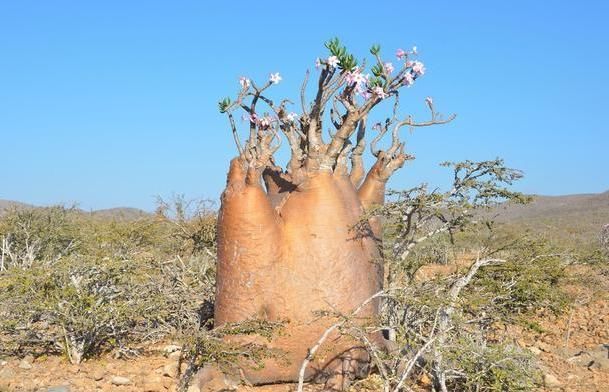 世界上肚量最大的树:储水量达两吨，一家人可饮用半年