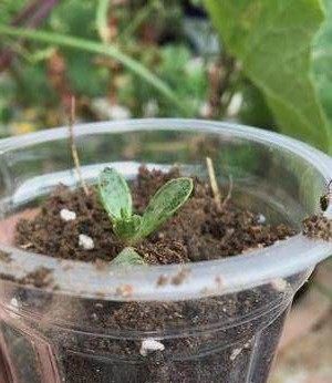  [花草]用废弃的篮子、饼干盒、空油壶，种花特别赞，一阳台都是花草！