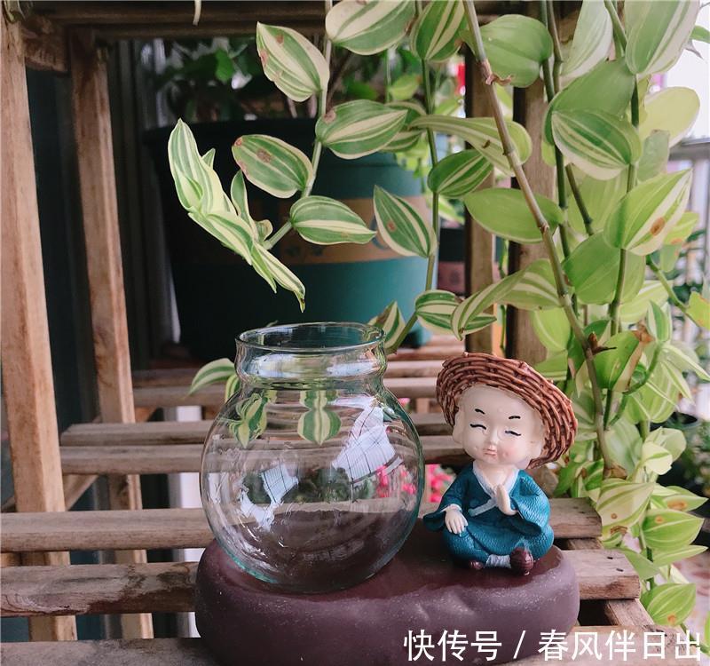  『小花』盆栽拍档：“和尚”小花器，圆叶小精灵，办公桌“新欢”！