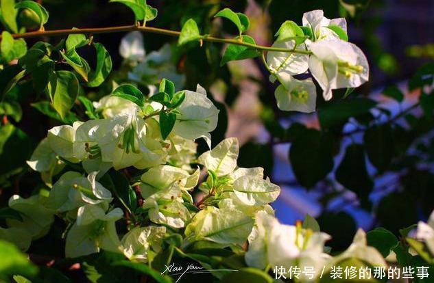  『催花』养三角梅，3个催花小手段要知道，花量猛增，一开就是大半年！
