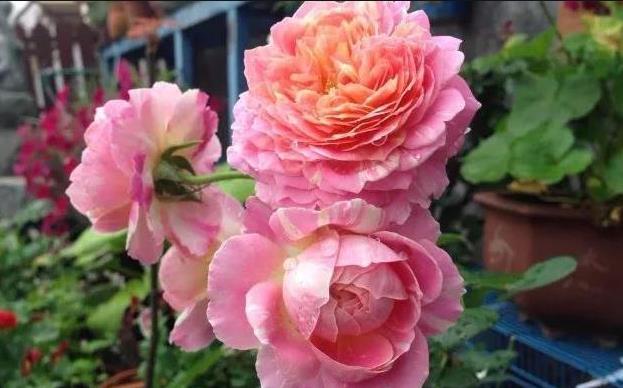 #艳丽#喜欢养护花卉，就可以养护花期长，花色艳丽，爆盆简单的5种花卉