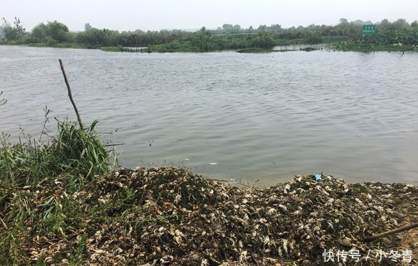 “黑水”过境！江苏泗洪万亩养殖螃蟹死绝，渔民痛哭