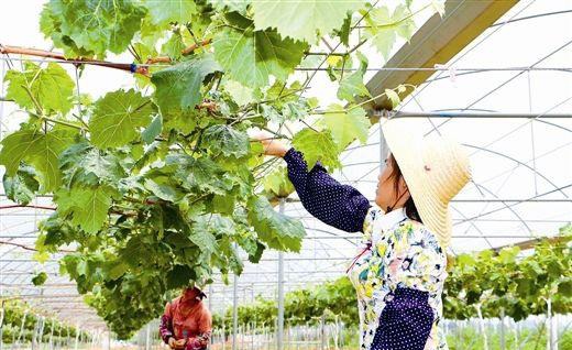 农村没有赚钱的可能？这五种农业项目，最高国家可补贴10亿