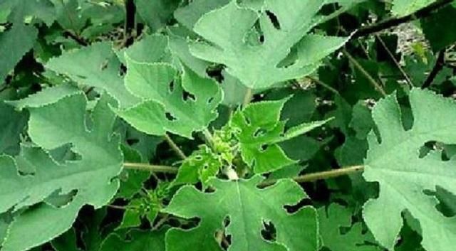  「树木」它是农村最被低估的1种树木，农民打柴都不砍它，殊不知浑身是宝