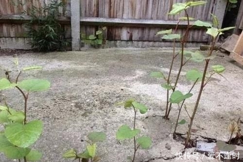  『撑破』墙上的1种“野草”，繁殖快，看到1棵“拔1棵”，根茎能撑破墙壁
