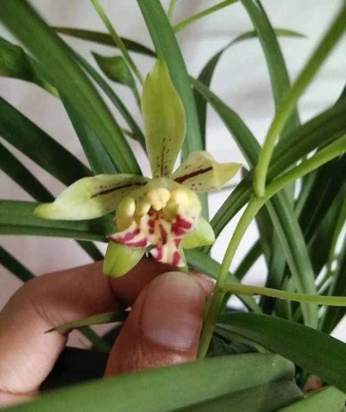  【建兰梨山狮王】兰花极品，花型奇特，多舌多鼻，花色艳丽，浓香怡人，好养价廉