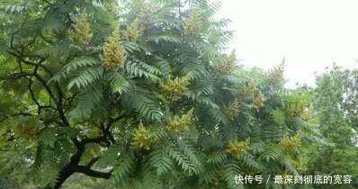 农村有一种野树，树皮树叶皆能抗癌，却被砍来烧！