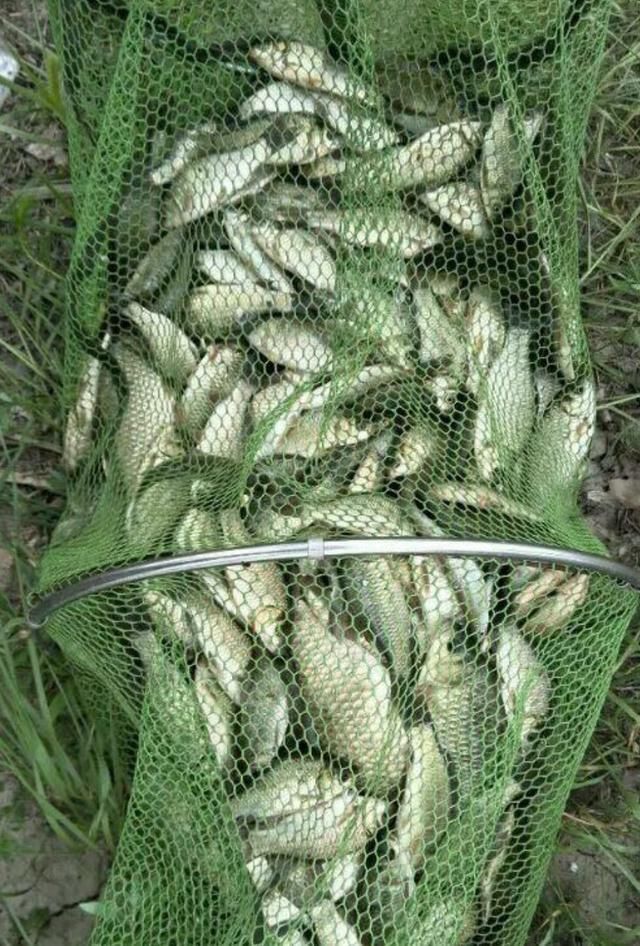 老渔民说漏:春钓鲫鱼别钓浅水!原来这两钓点才是“鱼窝子”