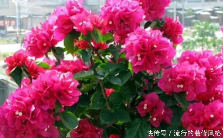 『花卉』3种“垃圾”垫盆底，一年四季叶片油绿，花朵多，省心好养！