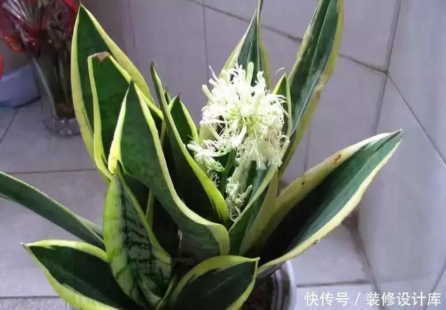  绿意盎然|卫生间放一盆这个植物，异味全跑光，绿意盎然又芬芳