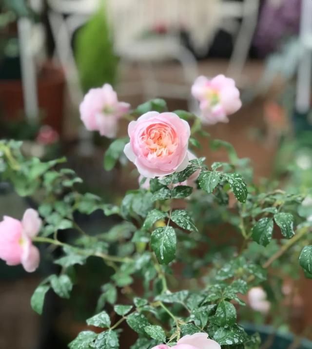 『丰花性好』狼家自育的表现到底如何，戳进来看看花友们的大实话