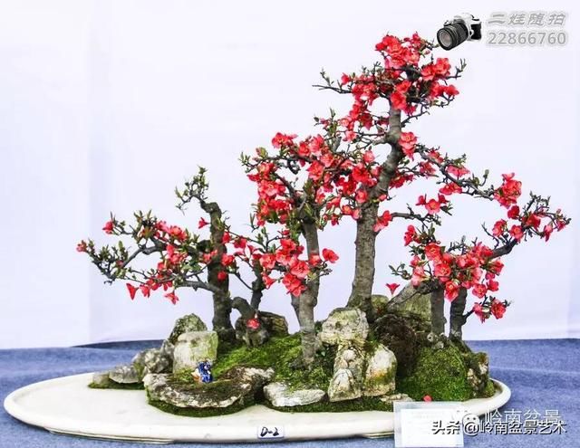 把温江盆景卖到欧洲去