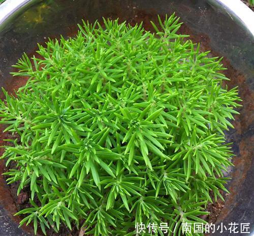  #皮实#这2种野花皮实耐修剪，一根枝条长出一盆，开花俊俏可爱