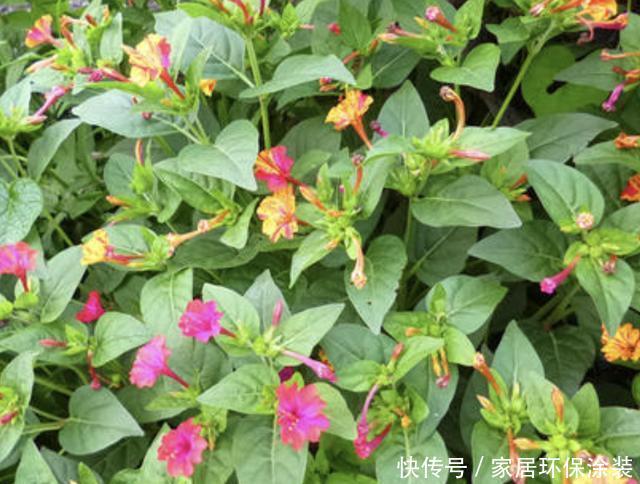 #湿润#湿润的河边,若是看到1种“地雷花”,记得珍惜,别轻易拔除!