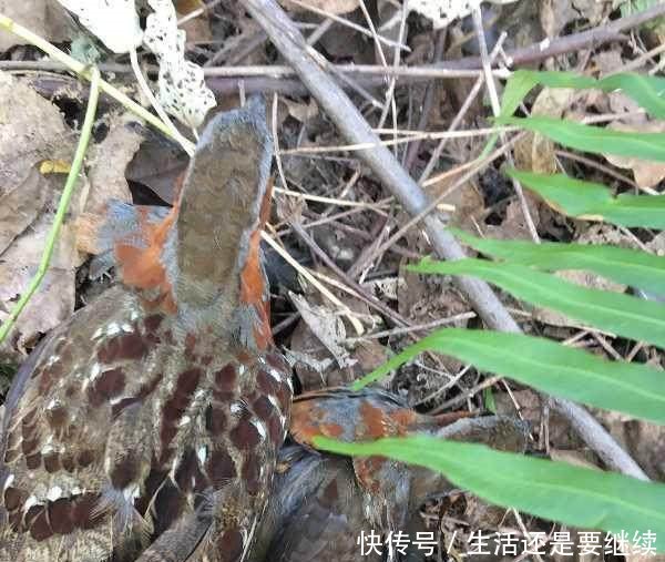 农村以前经常打的“泥滑滑”，一般人绝对没见过！买不到了！