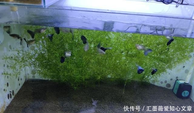 #烦恼#家庭养鱼最大的乐趣是繁殖成功,最大的烦恼是成功繁殖后