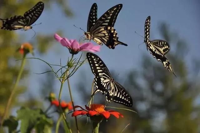 长春双阳吊水壶森林公园动物世界大放送，野猪野白狐松鼠闹不停!