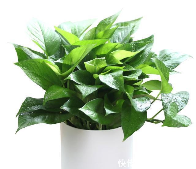  「尿素」花草施肥时，尿素加什么可以使叶子变浓绿？来了解了解吧