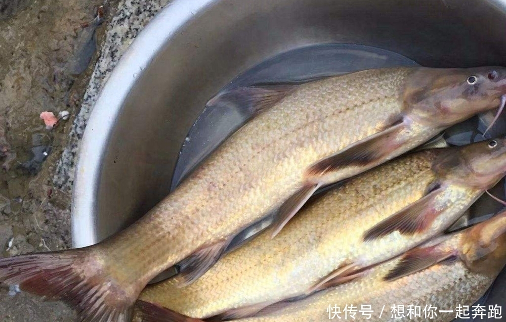 水流|俗称“水米子”,30年前江里很多,上岸后养不活,至今无法养殖