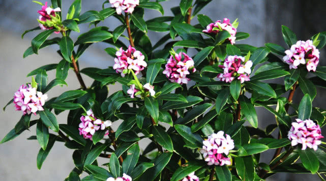  盆栽@此花种植简单易养活，花开“满屋飘香”经久不散，花期长，是盆栽佳品！