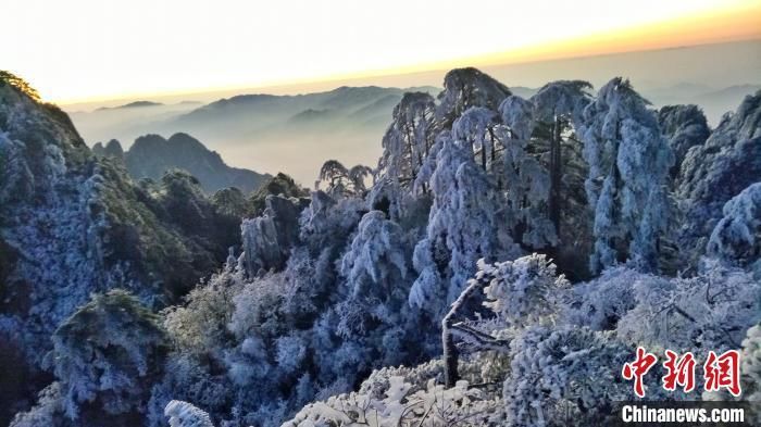 黄山现雾凇景观 大美风光引游客留影