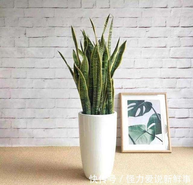  浇水|虎皮兰浇水过多怎么办，养护虎皮兰要注意什么？