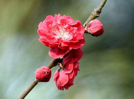 #适合#最适合新手养的5款兰花，好养易开花，?一点也不“娇气”