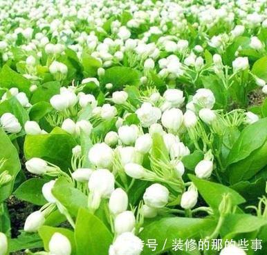 蜀葵■喜欢在家中养护花卉,就选择花色鲜艳,长势茂盛的3种花卉,妖娆