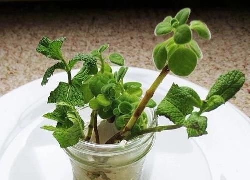  #补充水分#在花盆里养出能不断掐叶的薄荷，一周就能收获一两次