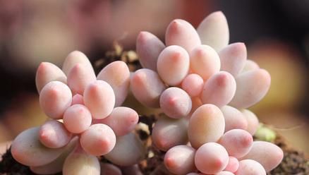  「粉嫩」养护多肉婴儿手指记住4点，新手也能养出好状态，叶子粉嫩肥嘟嘟